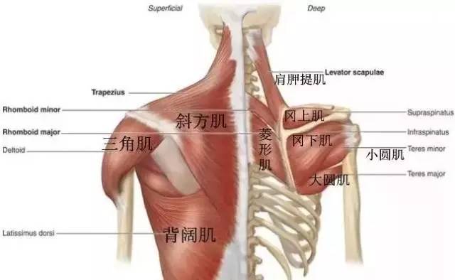 前沿拓展:背肌哑铃锻炼方法